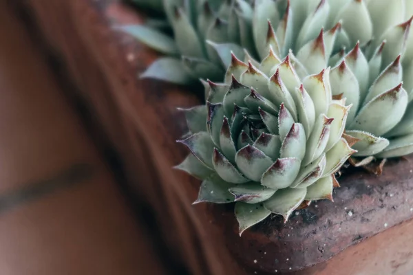 Primer Plano Una Suculenta Verde — Foto de Stock