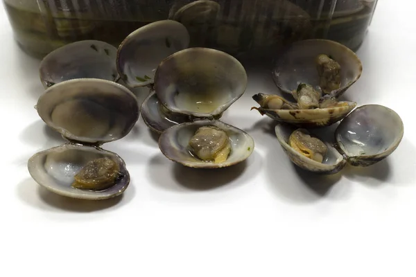 Eine Nahaufnahme Von Muscheln Meeresfrüchte Auf Einer Weißen Oberfläche — Stockfoto