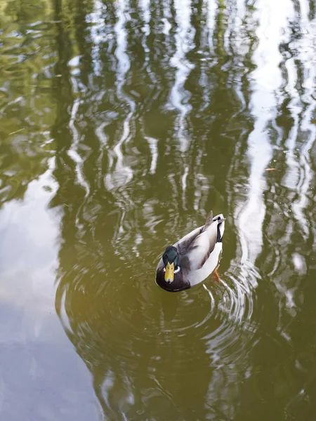 一只雄性野鸭在公园里的水里游泳时的垂直镜头 — 图库照片