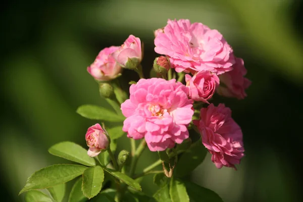 Een Closeup Shot Van Roze Tuin Rozen Wazig Achtergrond — Stockfoto