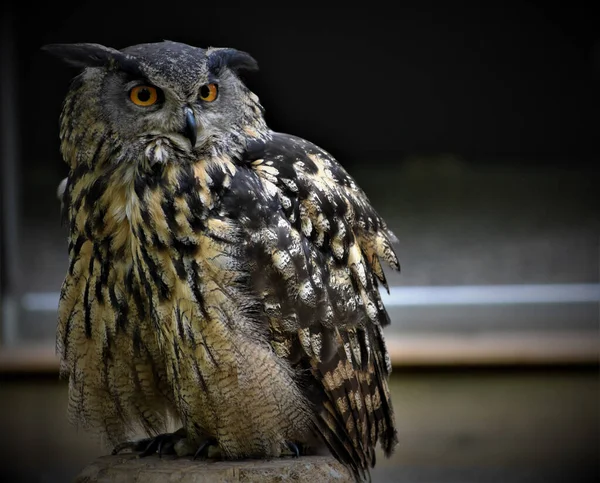 Een Portret Van Een Adelaar Uil Rustend Een Stomp — Stockfoto