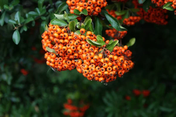 Közelkép Pyracantha Ágak Fényes Narancs Érett Bogyók — Stock Fotó