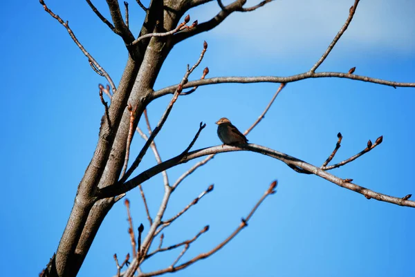 Açık Mavi Gökyüzüne Karşı Ağaç Dalında Bir Kuş — Stok fotoğraf