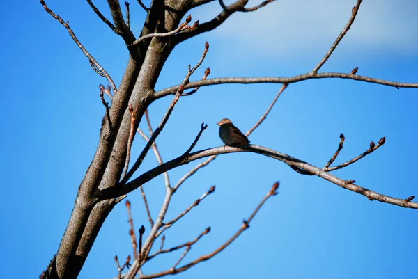 Fågel Trädgren Mot Klarblå Himmel — Stockfoto