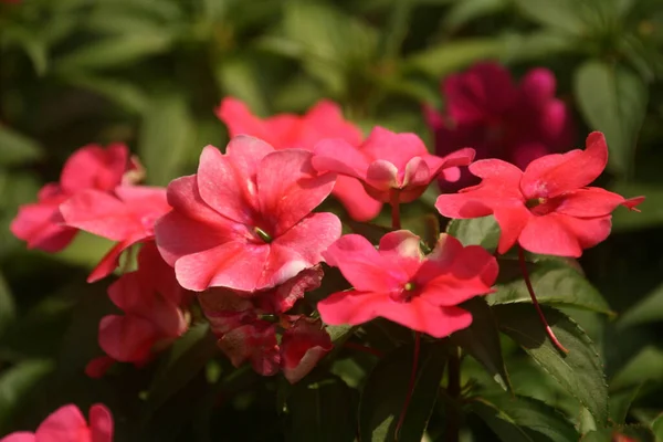 Lähikuva Laukaus Vaaleanpunainen Phlox Maculata Kukkia — kuvapankkivalokuva