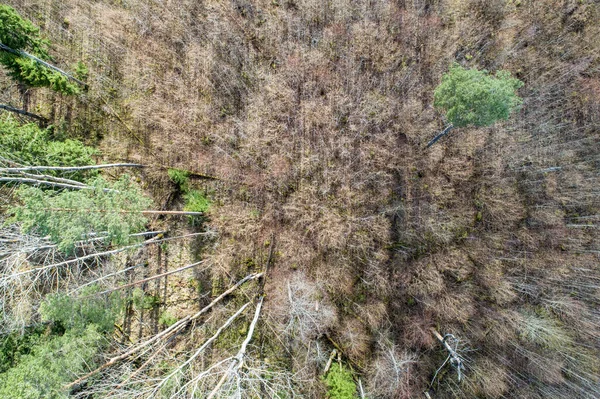 나무들과 떨어진 낙엽이 — 스톡 사진