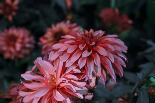 Tiro Foco Seletivo Belas Flores Dahlia Rosa — Fotografia de Stock