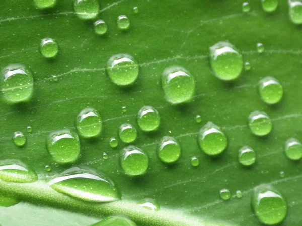 Ένα Κοντινό Πλάνο Ενός Πράσινου Φύλλου Σταγονίδια Νερού — Φωτογραφία Αρχείου