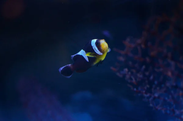 Zbliżenie Ujęcia Clownfish Akwarium — Zdjęcie stockowe