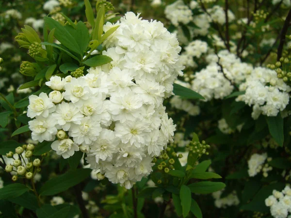 Spirea Nın Çiçek Açan Çalılarının Seçici Odak Noktası — Stok fotoğraf