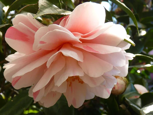 Zbliżenie Ujęcie Pięknego Różowego Kwiatu Kamelii Rozmytym Tle — Zdjęcie stockowe