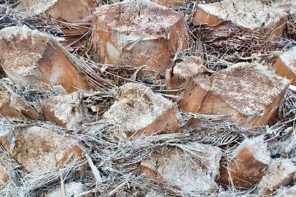 Closeup Shot Date Palm Tree Trunk Surface — Stock Photo, Image