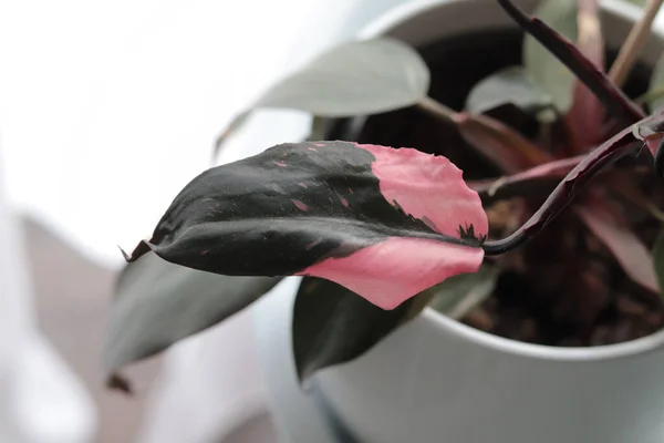 Hoja Planta Philodendron También Conocida Como Princesa Rosa — Foto de Stock