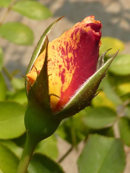 一朵美丽的红色和橙色玫瑰的垂直拍 — 图库照片