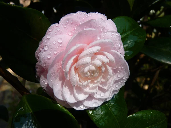 Primer Plano Una Rosa Rosa Con Gotas Agua — Foto de Stock
