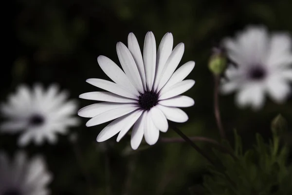 Foco Suave Uma Bela Flor Margarida Capa Campo — Fotografia de Stock