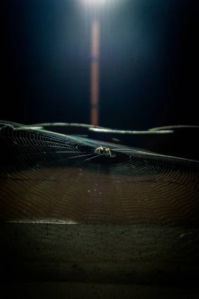 거미줄을 거미의 선택적 — 스톡 사진