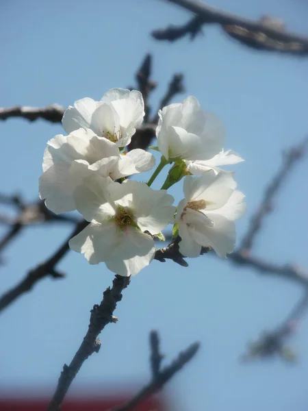 Primo Piano Verticale Fiori Bianchi Albero — Foto Stock