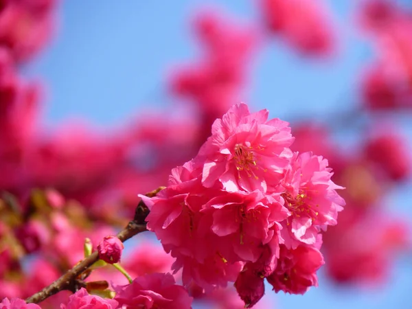 Enfoque Selectivo Flor Cerezo Rosa — Foto de Stock