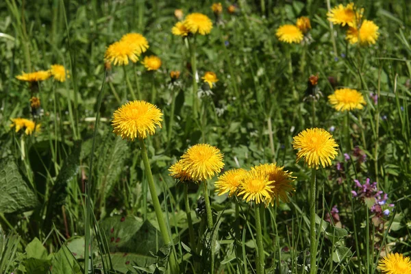 Eine Nahaufnahme Von Blühenden Gelben Blumen Grünen — Stockfoto