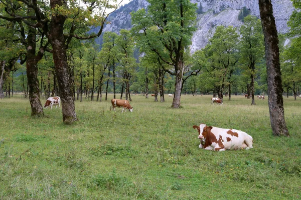 Widok Krów Wypasu Zielonych Łąkach Alpejskich Wysoko Górach — Zdjęcie stockowe