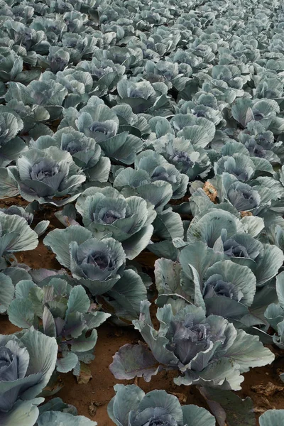 Las Verduras Col Azul Crecen Filas Diagonales Alemania Filderstadt — Foto de Stock