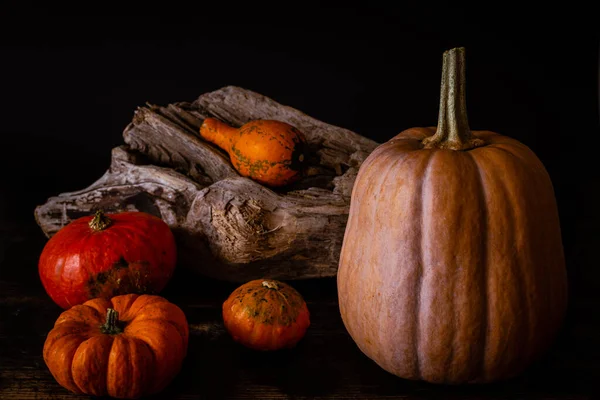 Plan Angle Élevé Diverses Courges — Photo