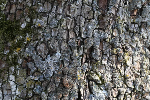 Closeup Shot Wood Bark Textured Background — Stock Photo, Image