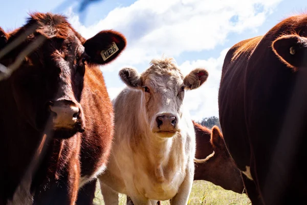 牧草地で茶色と白の牛のクローズアップショット — ストック写真