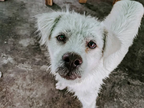 Una Toma Alto Ángulo Perro Blanco Sin Hogar Vagando Afuera —  Fotos de Stock