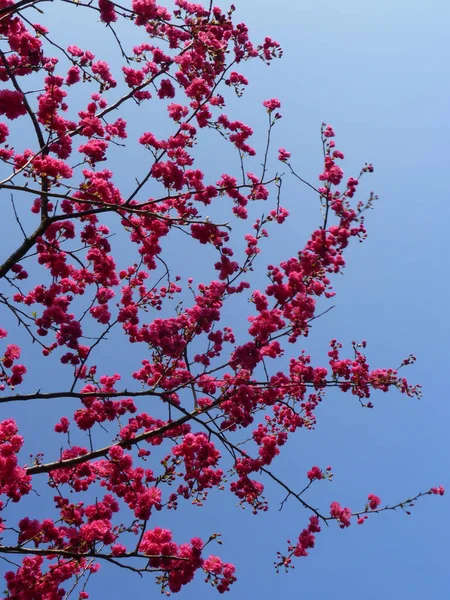 Plano Vertical Flor Cerezo Rosa Sobre Fondo Azul Del Cielo — Foto de Stock