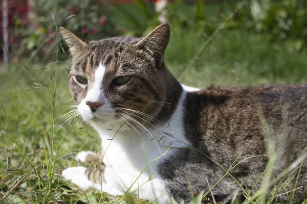 Eine Ernsthafte Weiße Und Braune Hauskatze Garten — Stockfoto