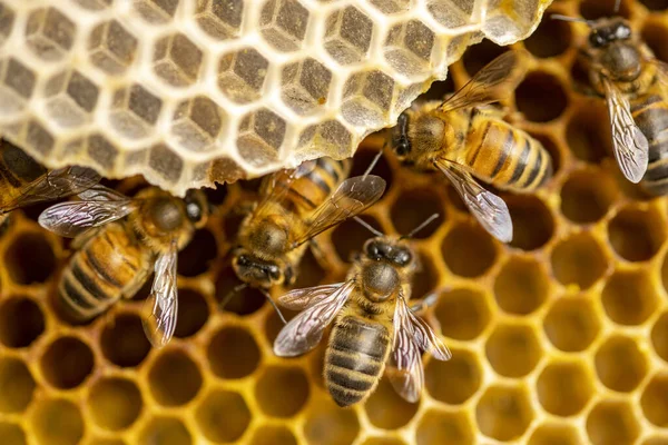 Makro Zbliżenie Dzikich Apis Mellifera Carnica Lub Zachodnich Pszczół Miodnych — Zdjęcie stockowe