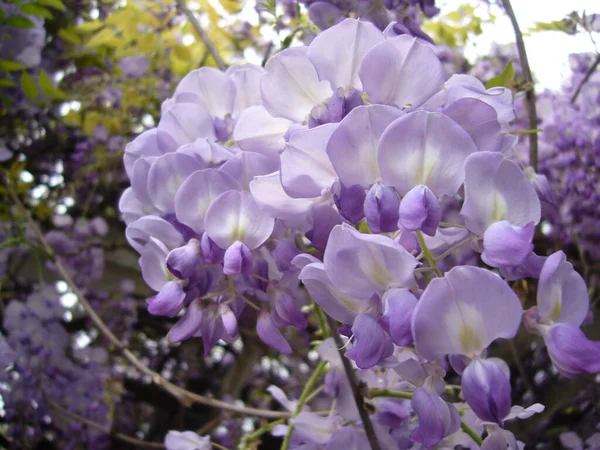 美しい紫色の藤の花の選択的フォーカスショット — ストック写真