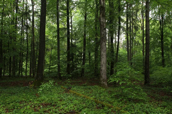 Krásný Relaxační Záběr Lesy Během Zamračeného Dne — Stock fotografie