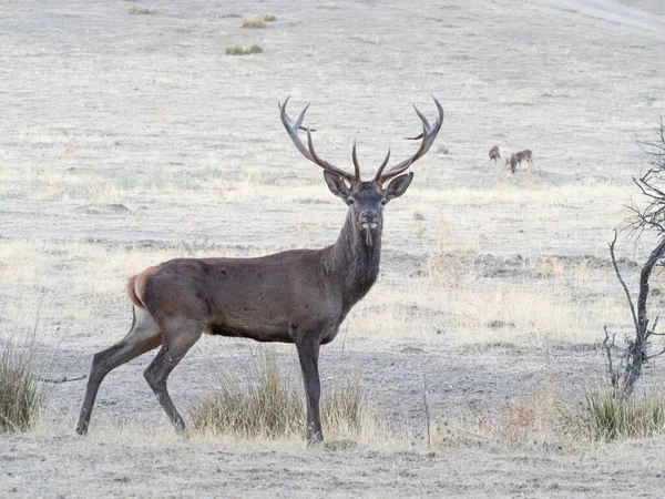 Ein Brauner Hirsch Mit Geweih Auf Einem Feld — Stockfoto