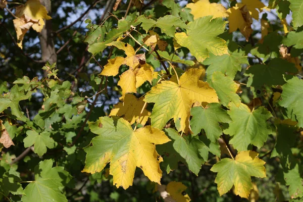 가을에 노란색과 초록색 클로즈업 — 스톡 사진