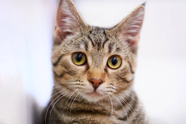 Primer Plano Lindo Gato — Foto de Stock