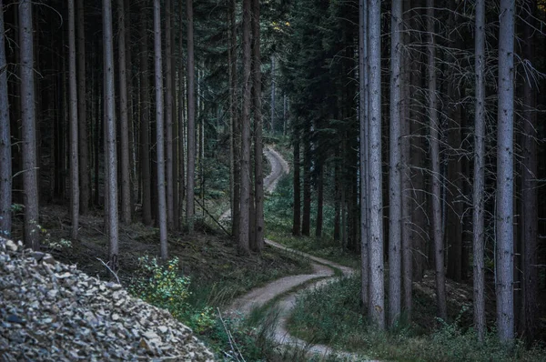 Caminho Terra Sinuosa Através Floresta Final Tarde — Fotografia de Stock