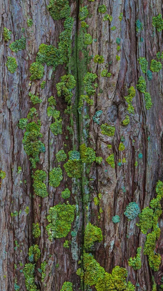 Plano Vertical Textura Áspera Tronco Árbol Con Manchas Cubiertas Musgo — Foto de Stock