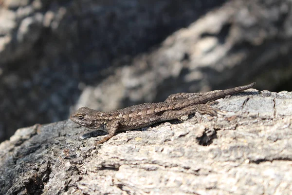 Tiro Seletivo Foco Lagarto Comum Parede — Fotografia de Stock