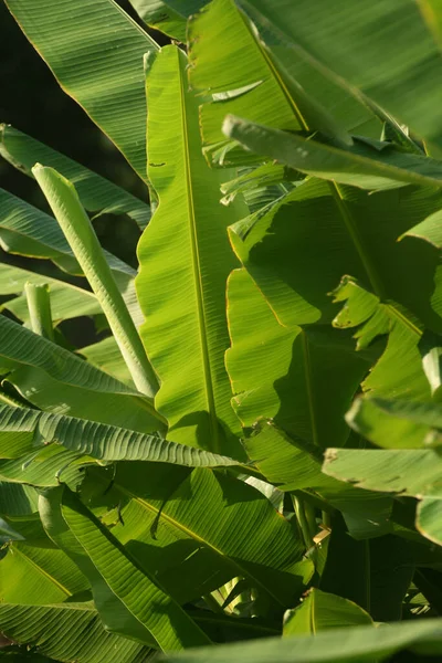 Close Banana Planta Folhas Verdes — Fotografia de Stock