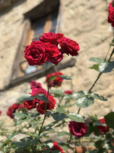 Plano Vertical Hermosas Rosas Rojas Aire Libre Durante Día — Foto de Stock