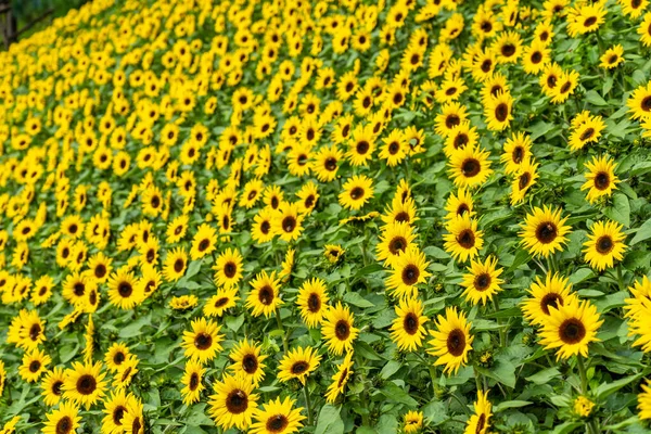 Tiro Perto Girassóis Campo — Fotografia de Stock