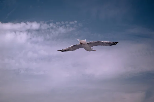 Beautiful Shot Seagull Flying Cloudy Sky — Stock Photo, Image