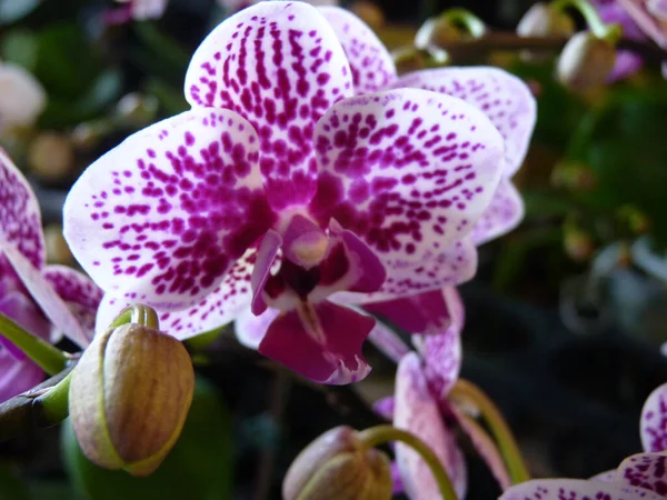 Egy Közeli Felvétel Gyönyörű Phalaenopsis Orchidea Homályos Háttér — Stock Fotó