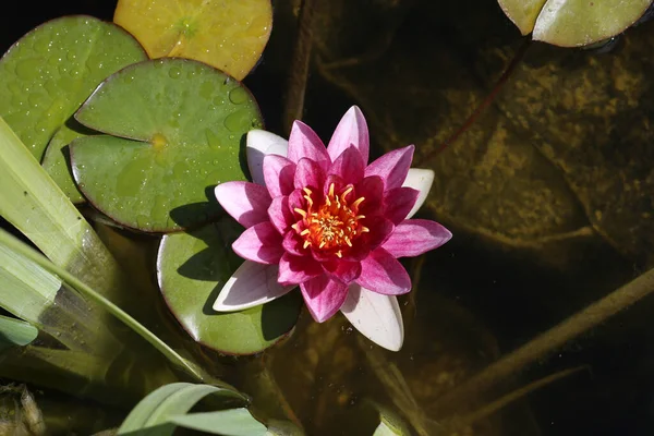 Beautiful Water Lily Flowers Blooming Water — Stock Photo, Image