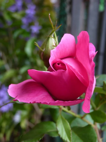 Ένα Κοντινό Πλάνο Του Όμορφου Ροζ Τριαντάφυλλου Θολή Φόντο — Φωτογραφία Αρχείου