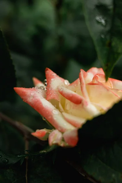 Vertical Shot Vibrant Rose — Stock Photo, Image