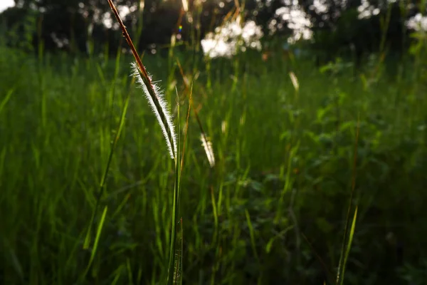 Gros Plan Une Plante Sauvage Dans Champ — Photo